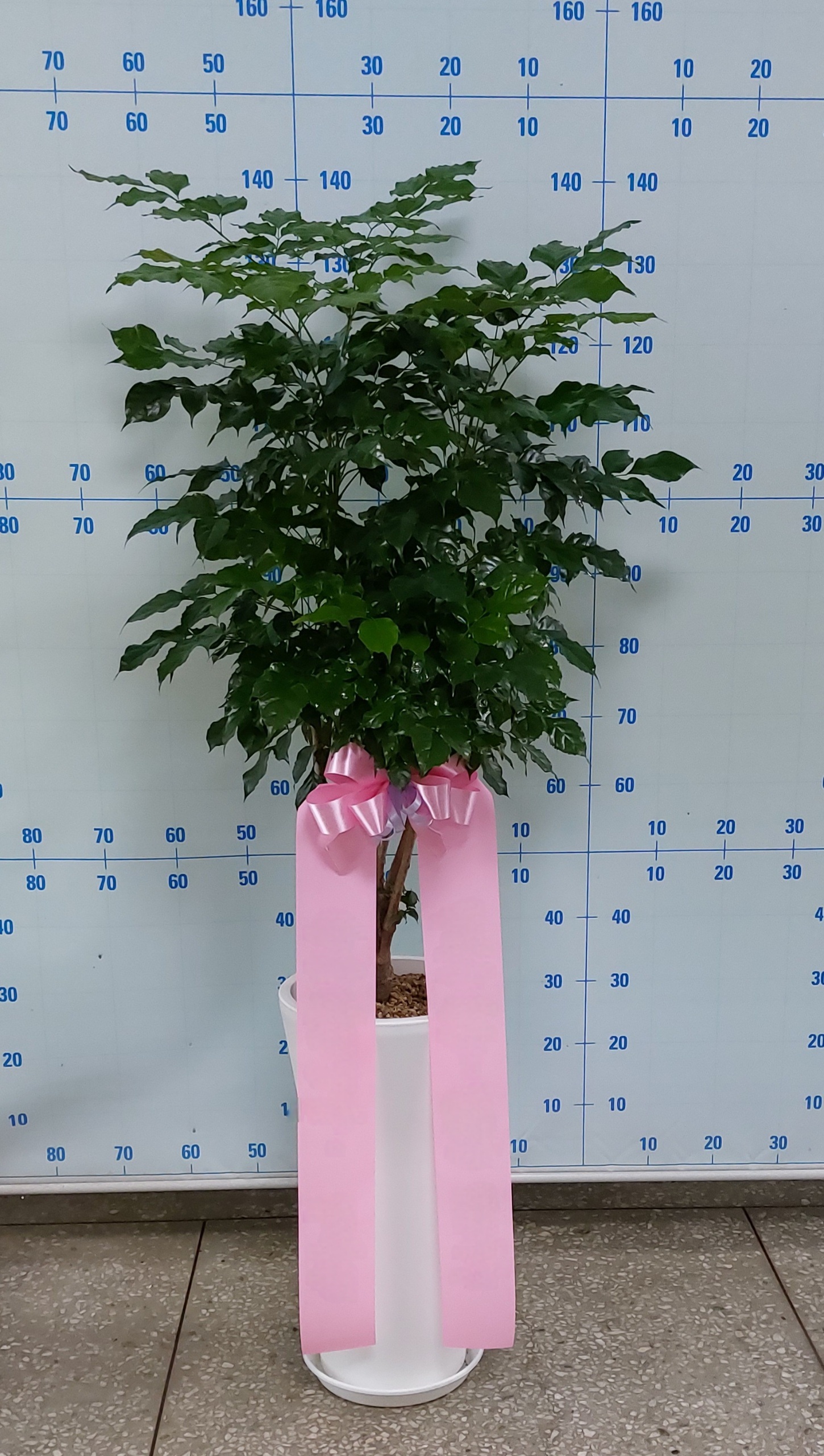 녹보수 8만