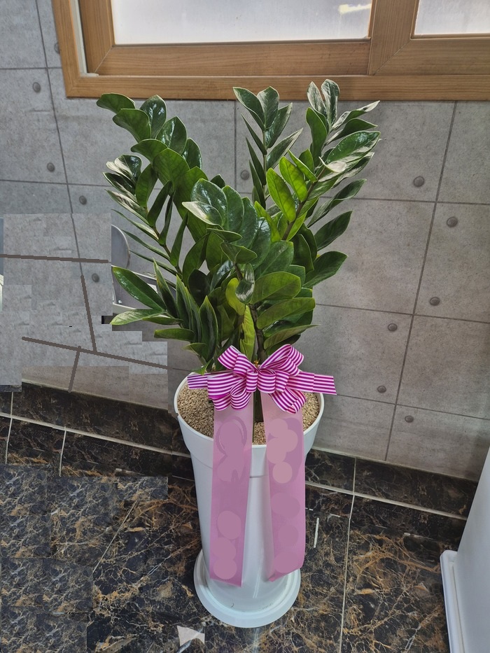 금전수8