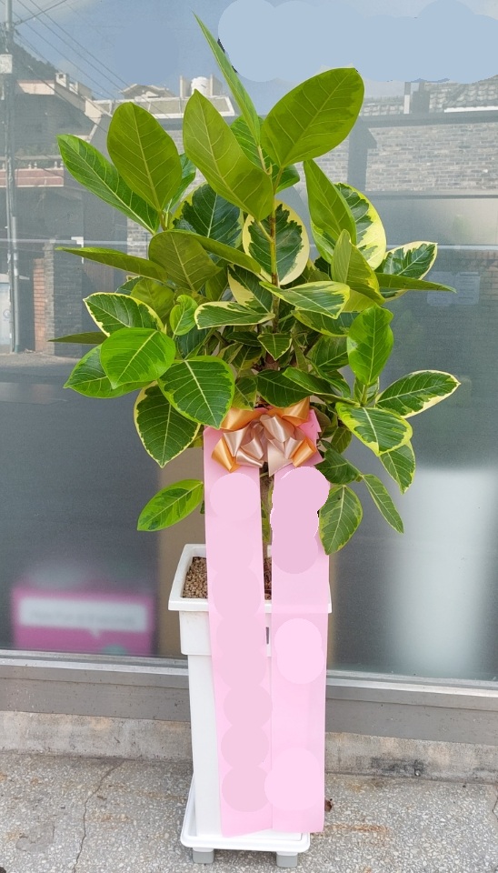 뱅갈고무나무8