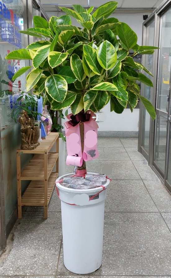 뱅갈고무나무12