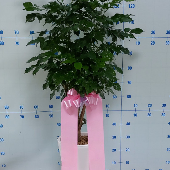 녹보수 8만