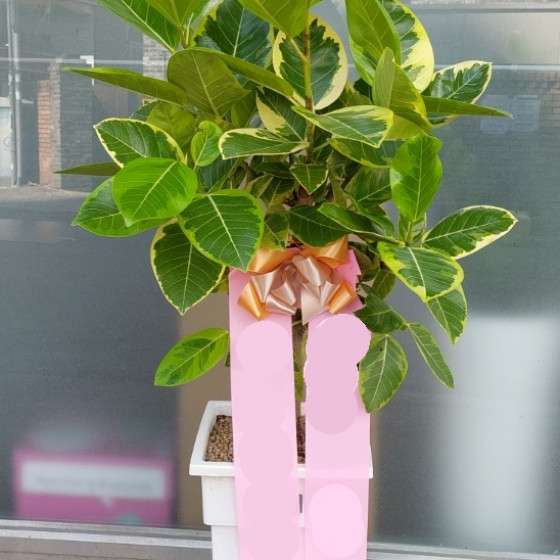 뱅갈고무나무8