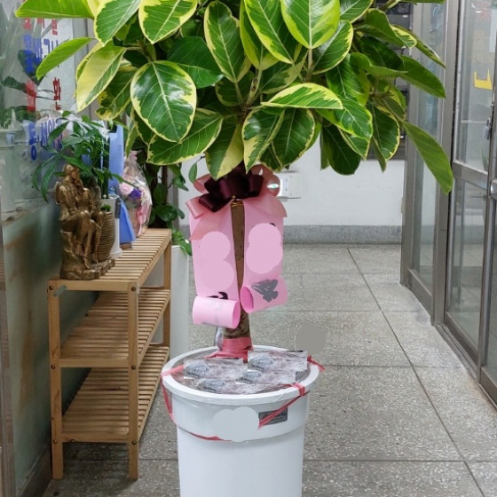 뱅갈고무나무12